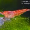 Bundle: 10 X Red Fire, Neocaridina Heteropoda Rot + Portion Javamoos -Aquatlantis Verkauf 1560 Rote Zwerggarnele Neocaridina heteropoda var