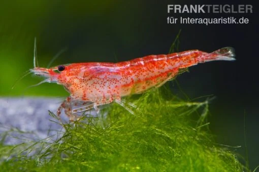 Bundle: 10 X Red Fire, Neocaridina Heteropoda Rot + Portion Javamoos -Aquatlantis Verkauf 1560 Rote Zwerggarnele Neocaridina heteropoda var