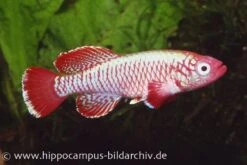 Aquatlantis Verkauf -Aquatlantis Verkauf 16024 Killifisch Torfansatz Nothobranchius eggersi red