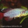 Killifisch Torfansatz Nothobranchius Guentheri Red, 30 Eier -Aquatlantis Verkauf 16029 Killifisch Torfansatz Nothobranchius guentheri red