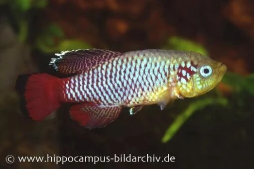 Killifisch Torfansatz Nothobranchius Guentheri Red, 30 Eier -Aquatlantis Verkauf 16029 Killifisch Torfansatz Nothobranchius guentheri red