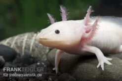 Aquatlantis Verkauf -Aquatlantis Verkauf 82875 Axolotl Weissling Ambystoma mexicanum