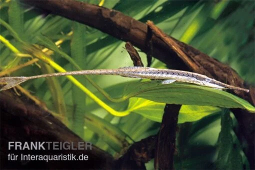 Gemeiner Nadelwels, Farlowella Acus -Aquatlantis Verkauf 83269 Farlowella acus gemeiner nadelwels