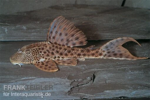 Augenflecken-Trugschilderwels, L 36, Ancistomus Spilomma Sp. RIO ARAGUAIA -Aquatlantis Verkauf 83348 Augenflecken Trugschilderwels L36 Ancistomus spilo