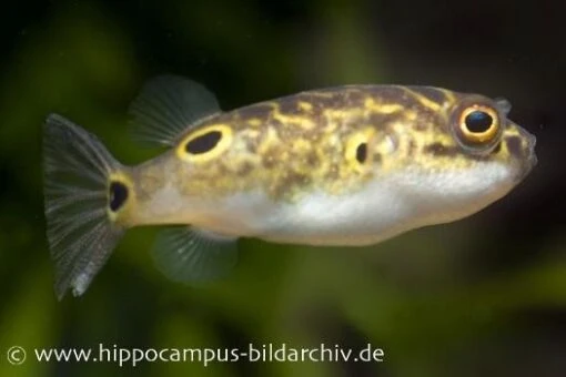 Augenfleck-Kugelfisch, Tetraodon Biocellatus, 2-3 Cm -Aquatlantis Verkauf 8923 Augenfleck Kugelfisch Tetraodon biocellatus