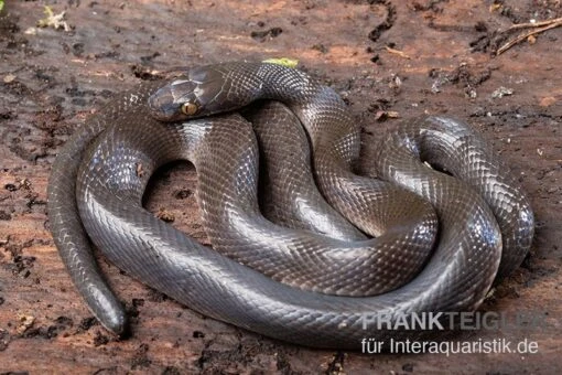 Afrikanische Hausschlange, Lamprophis Fuliginosus -Aquatlantis Verkauf Afrikanische Hausschlange Lamprophis fuliginosus schwarz 2