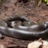 Afrikanische Hausschlange, Lamprophis Fuliginosus -Aquatlantis Verkauf Afrikanische Hausschlange Lamprophis fuliginosus schwarz jpg