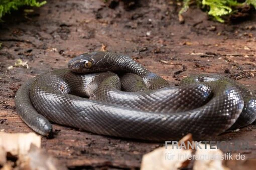 Afrikanische Hausschlange, Lamprophis Fuliginosus -Aquatlantis Verkauf Afrikanische Hausschlange Lamprophis fuliginosus schwarz jpg