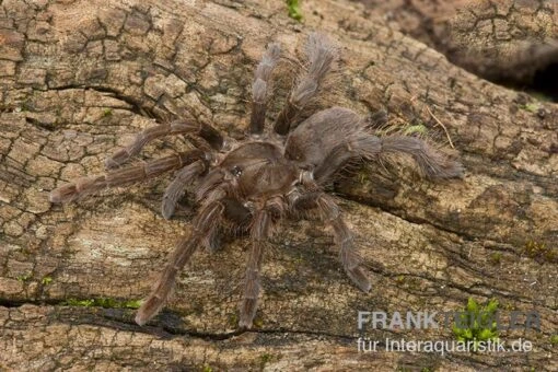 Afrikanische Riesenvogelspinne, Hysterocrates Gigas XL -Aquatlantis Verkauf Afrikanische Riesenvogelspinne Hysterocrates gigas 1