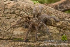 Afrikanische Riesenvogelspinne, Hysterocrates Gigas XL -Aquatlantis Verkauf Afrikanische Riesenvogelspinne Hysterocrates gigas 2