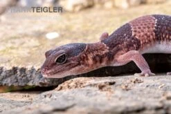 Afrikanischer Fettschwanzgecko, Hemitheconyx Caudicinctus -Aquatlantis Verkauf Afrikanischer Fettschwanzgecko Hemitheconyx caudicinctus 1