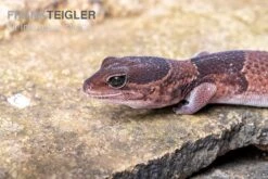 Afrikanischer Fettschwanzgecko, Hemitheconyx Caudicinctus -Aquatlantis Verkauf Afrikanischer Fettschwanzgecko Hemitheconyx caudicinctus 2