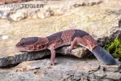 Afrikanischer Fettschwanzgecko, Hemitheconyx Caudicinctus -Aquatlantis Verkauf Afrikanischer Fettschwanzgecko Hemitheconyx caudicinctus 3