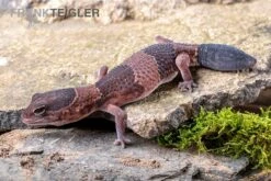 Afrikanischer Fettschwanzgecko, Hemitheconyx Caudicinctus -Aquatlantis Verkauf Afrikanischer Fettschwanzgecko Hemitheconyx caudicinctus 4