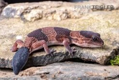 Afrikanischer Fettschwanzgecko, Hemitheconyx Caudicinctus -Aquatlantis Verkauf Afrikanischer Fettschwanzgecko Hemitheconyx caudicinctus 5