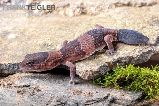 Afrikanischer Fettschwanzgecko, Hemitheconyx Caudicinctus -Aquatlantis Verkauf Afrikanischer Fettschwanzgecko Hemitheconyx caudicinctus neu 1