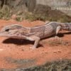 Afrikanischer Fettschwanzgecko, Hemitheconyx Caudicinctus -Aquatlantis Verkauf Afrikanischer Fettschwanzgecko Hemitheconyx caudicinctus neu 2