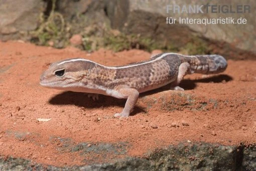 Afrikanischer Fettschwanzgecko, Hemitheconyx Caudicinctus -Aquatlantis Verkauf Afrikanischer Fettschwanzgecko Hemitheconyx caudicinctus neu 2