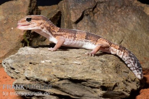 Afrikanischer Fettschwanzgecko, Hemitheconyx Caudicinctus -Aquatlantis Verkauf Afrikanischer Fettschwanzgecko Hemitheconyx caudicinctus neu 3