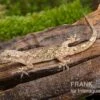 Afrikanischer Hausgecko, Hemidactylus Brookii -Aquatlantis Verkauf Afrikanischer Hausgecko Hemidactylus brookii neu