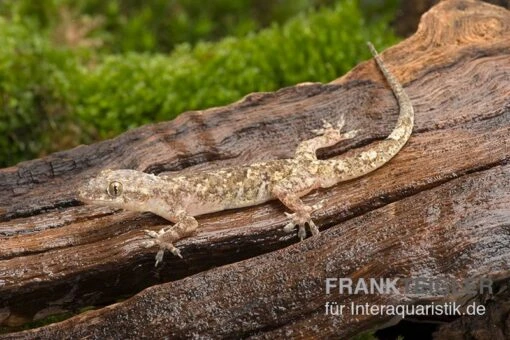 Afrikanischer Hausgecko, Hemidactylus Brookii -Aquatlantis Verkauf Afrikanischer Hausgecko Hemidactylus brookii neu