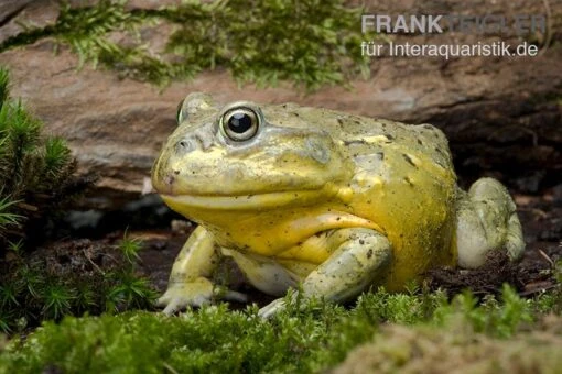 Afrikanischer Ochsenfrosch, Pyxicephalus Adspersus -Aquatlantis Verkauf Afrikanischer Ochsenfrosch Pyxicephalus adspersus 1