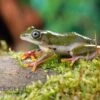 Afrikanischer Riedfrosch, Hyperolius Concolor -Aquatlantis Verkauf Afrikanischer Riedfrosch Hyperolius concolor 1