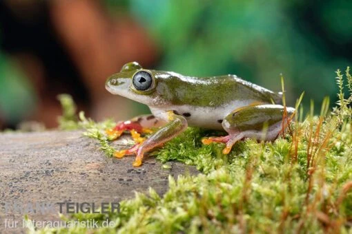 Afrikanischer Riedfrosch, Hyperolius Concolor -Aquatlantis Verkauf Afrikanischer Riedfrosch Hyperolius concolor 1