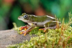 Afrikanischer Riedfrosch, Hyperolius Concolor -Aquatlantis Verkauf Afrikanischer Riedfrosch Hyperolius concolor 2