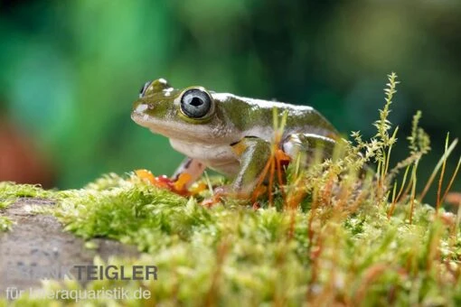 Afrikanischer Riedfrosch, Hyperolius Concolor -Aquatlantis Verkauf Afrikanischer Riedfrosch Hyperolius concolor 3