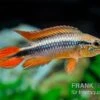 Agassizii-Zwergbuntbarsch Gold-rot, Apistogramma Agassizii Gold-rot, Paarweise -Aquatlantis Verkauf Agassizii Zwergbuntbarsch gold rot Apistogramma agassizii gold rot paarweise 1