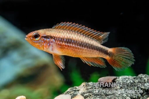 Agassizii-Zwergbuntbarsch Gold-rot, Apistogramma Agassizii Gold-rot, Paarweise -Aquatlantis Verkauf Agassizii Zwergbuntbarsch gold rot Apistogramma agassizii gold rot paarweise 3