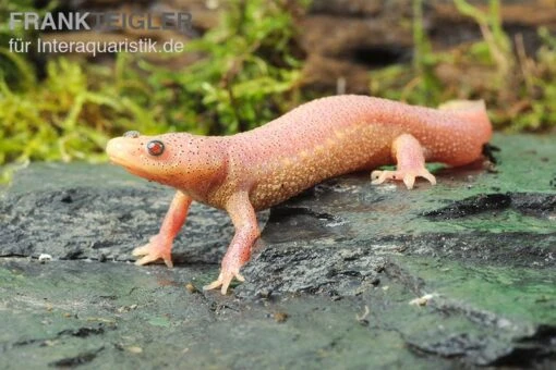 Spanischer Albino-Rippenmolch, Pleurodeles Waltl Albino -Aquatlantis Verkauf Albino Rippenmolch Pleurodeles waltl