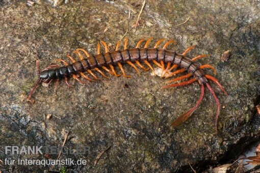 Schwarzkopf-Fähnchenskolopendra, Alipes Multicostis -Aquatlantis Verkauf Alipes multicostis Schwarzkopf Faehnchenskolopendra Alipes multicostis 1