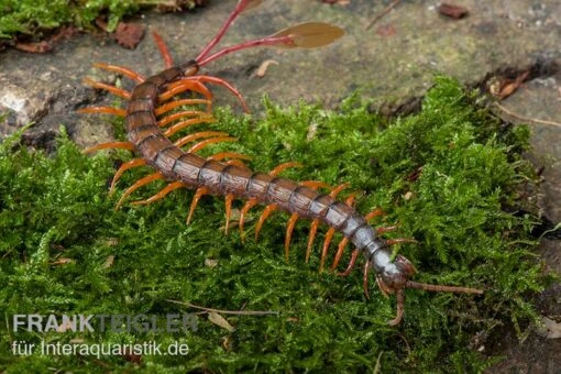 Schwarzkopf-Fähnchenskolopendra, Alipes Multicostis -Aquatlantis Verkauf Alipes multicostis Schwarzkopf Faehnchenskolopendra Alipes multicostis 2