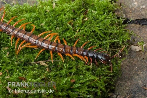 Schwarzkopf-Fähnchenskolopendra, Alipes Multicostis -Aquatlantis Verkauf Alipes multicostis Schwarzkopf Faehnchenskolopendra Alipes multicostis 3