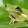 Amerikanischer Laubfrosch, Hyla Cinerea -Aquatlantis Verkauf Amerikanischer Laubfrosch Hyla cinerea 1