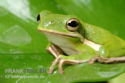 Amerikanischer Laubfrosch, Hyla Cinerea -Aquatlantis Verkauf Amerikanischer Laubfrosch Hyla cinerea 1