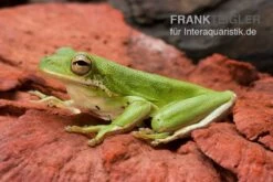 Amerikanischer Laubfrosch, Hyla Cinerea -Aquatlantis Verkauf Amerikanischer Laubfrosch Hyla cinerea 2