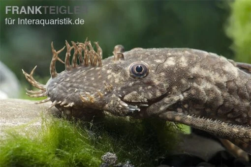 Blauer Antennenwels (echter), Ancistrus Dolichopterus L183, 4-6 Cm -Aquatlantis Verkauf Ancistrus dolichopterus 3