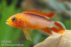 Aquatlantis Verkauf -Aquatlantis Verkauf Apistogramma agassizii Superred