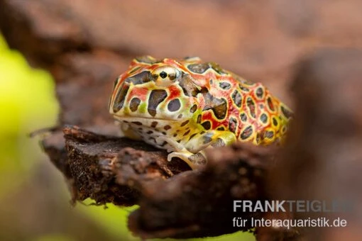 Argentinischer Schmuckhornfrosch (rot), Ceratophrys Ornata -Aquatlantis Verkauf Argentinischer Schmuckhornfrosch rot Ceratophrys ornata 1