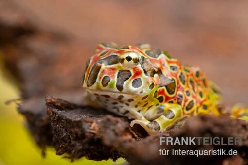 Argentinischer Schmuckhornfrosch (rot), Ceratophrys Ornata -Aquatlantis Verkauf Argentinischer Schmuckhornfrosch rot Ceratophrys ornata 2