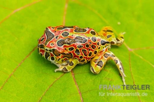 Argentinischer Schmuckhornfrosch (rot), Ceratophrys Ornata -Aquatlantis Verkauf Argentinischer Schmuckhornfrosch rot Ceratophrys ornata 3