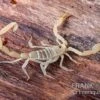 Arizona Bark Scorpion, Centruroides Sculpturatus -Aquatlantis Verkauf Arizona Bark Scorpion Centruroides sculpturatus 1