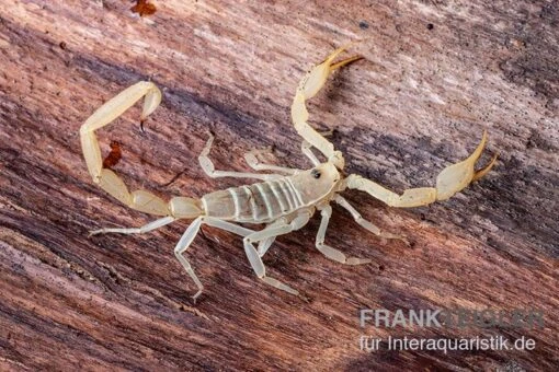 Arizona Bark Scorpion, Centruroides Sculpturatus -Aquatlantis Verkauf Arizona Bark Scorpion Centruroides sculpturatus 1