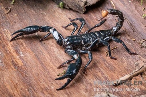 Asia-Skorpion, Heterometrus Longimanus -Aquatlantis Verkauf Asia Skorpion Heterometrus longimanus 1