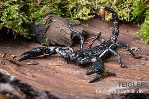 Asia-Skorpion, Heterometrus Longimanus -Aquatlantis Verkauf Asia Skorpion Heterometrus longimanus 2