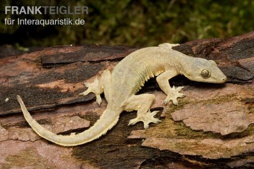 Asiatischer Hausgecko, Hemidactylus Frenatus -Aquatlantis Verkauf Asiatischer Hausgecko Hemidactylus frenatus 1