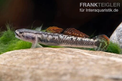 Aureofuscus-Grundel, Stiphodon Aureofuscus, 1 Paar -Aquatlantis Verkauf Aureofuscus Grundel Stiphodon aureofuscus 2